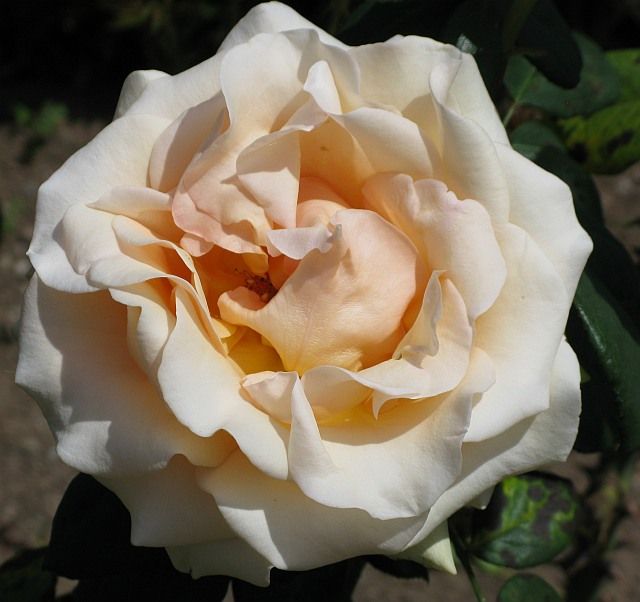  photo MarilyMonroeatfilolinancIMG_09411sh91p_zps7e4a9017.jpg